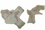 Multiple Soft-Bodied Fossil Aglaspids (Tremaglaspis) - Morocco #114805-1